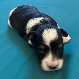 Spike - Parti male Schnoodle puppy in Huron, Tennessee from Wilma's Paw-Paw Patch