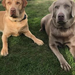Dilute Retrievers from Fur Ever Companion Labs