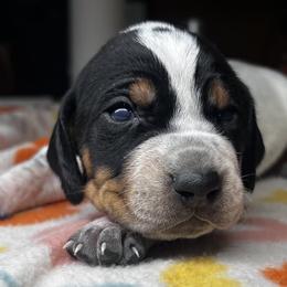 Cedar - Blue ticked and tan male Bluetick Coonhound puppy in Wolf Creek, Oregon from Dejah Bleu Kennels