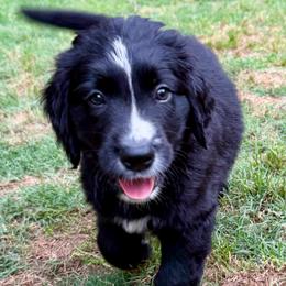Vega - female Golden Mountain Dog puppy in Boiling Springs, South Carolina from OlliePups, LLC