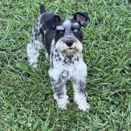 Naomi - Miniature Schnauzer
