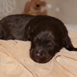 Fudgemallow - Phantom male Bernedoodle puppy in Ohio from Moore Doodles