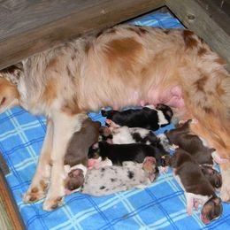 Australian Shepherd Puppies from Gypsy's Charm Australian Shepherds