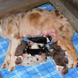 Australian Shepherd Puppies from Gypsy's Charm Australian Shepherds