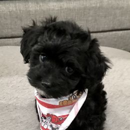 Maltipoo and Poodle Puppies from Toy Poodle & Maltipoo Maui