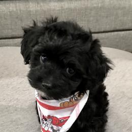 Maltipoo and Poodle Puppies from Toy Poodle & Maltipoo Maui