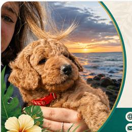 Poodle Puppies from Kauai Poodles