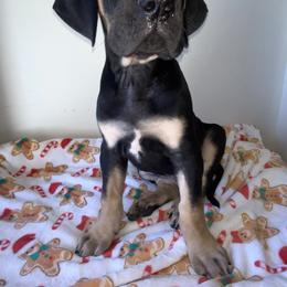 Rudolph - Black male Great Dane puppy in Spartanburg, South Carolina from Pawlmetto Danes