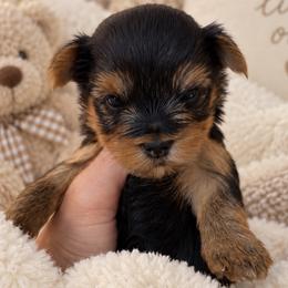 Roo - Black and tan male Yorkshire Terrier puppy in West Fargo, North Dakota from A Yorkie Tale | Toy Poodles