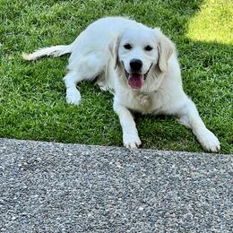 Gracie - Golden Retriever