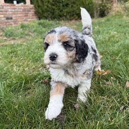 Willow - Merle female Goldendoodle puppy in Grants Pass, Oregon from Oregon Valley Pups