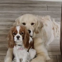 Mary - Cavalier King Charles Spaniel