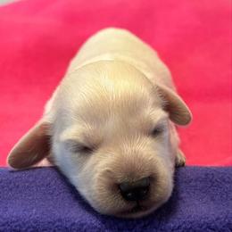 Louise - Cream female Dachshund puppy in Whitesboro, Texas from Whitesboro Dachshund