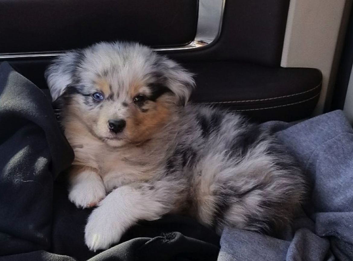 Teacup treasures 2025 mini australian shepherds