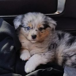 Miniature American Shepherd Puppies from Treasures Miniature American Shepherds