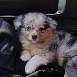 Miniature American Shepherd Puppies from Treasures Miniature American Shepherds