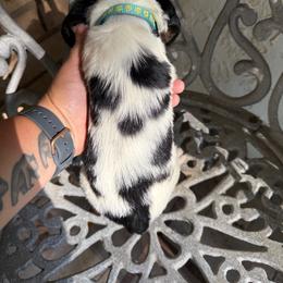 Knox - Black white and tan male English Springer Spaniel puppy in Williston, Florida from Parks Paradise Springers