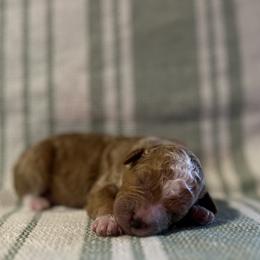 Everest - Apricot female Poodle puppy in Quitman, Mississippi from P&D Palace