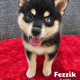 Fezzik - Tri-color male Pomsky puppy in Winston, Oregon from Arctic Tails Spitz