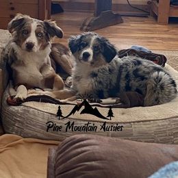 Australian Shepherd Puppies from Pine Mountain Aussies