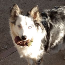 Australian Shepherds, Border Collies, and Companion Crosses from Simpson's Aussies and Border Collies
