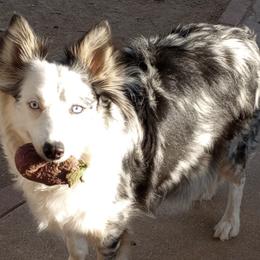 Australian Shepherds, Border Collies, and Companion Crosses from Simpson's Aussies and Border Collies