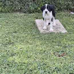 Great Dane Puppies from Laxton Danes