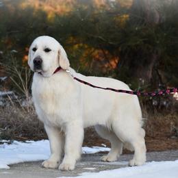 Piper - Golden Retriever