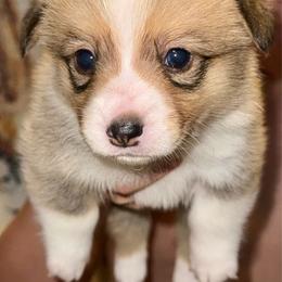 Zeus - Sable male Pembroke Welsh Corgi puppy in Toccoa, Georgia from The Grooming Barn LLC/ Wet Dog Ranch