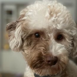 Posie - Goldendoodle