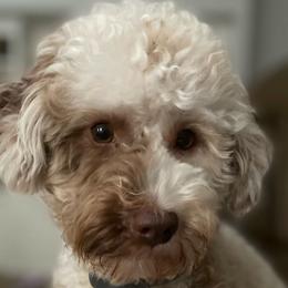 Posie - Goldendoodle