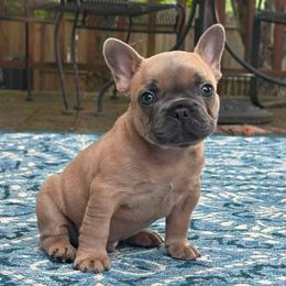 Halo - Blue fawn male French Bulldog puppy in Almo, Kentucky from Busy Bee French Bulldogs