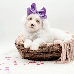 Button - Merle female Bernedoodle puppy in Statesville, North Carolina from Doodle Babies