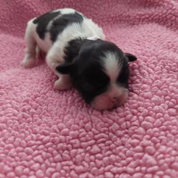 Bruno - Black and white male Shih Tzu puppy in Melbourne, Florida from Sassy Shih Tzu Puppies