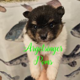 Tiana - Black and tan parti female Pomeranian puppy in Indianola, Iowa from Argetsinger Poms