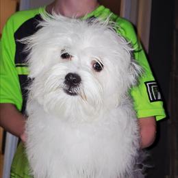 Kieu - White male Maltese puppy in Ludington, Michigan from OT Maltese & Co