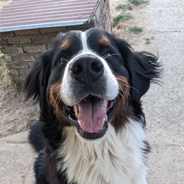 Gunnar - Bernese Mountain Dog