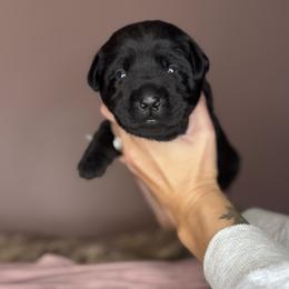 Juniper - Black female Labrador Retriever puppy in Rocky Top, Tennessee from Rocky Top Retrievers