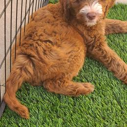 Goldendoodle and Sheepadoodle Puppies from IE Family Doodles