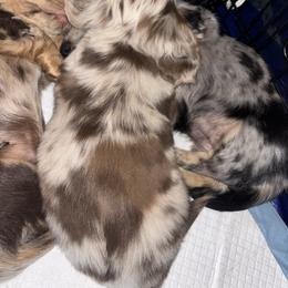 Tinker Bell - Dapple female Dachshund puppy in Chelsea, Oklahoma from Renee's Dachshund's