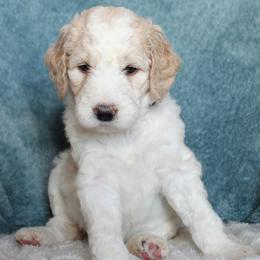 April - Parti female Goldendoodle puppy in Cherry Creek, New York from Doodles Pups of NY