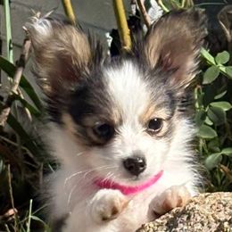 Honey Bear - White black and tan female Papillon puppy in Tulsa, Oklahoma from Peppy Papillons, LLC