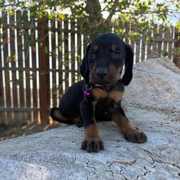 Father's Day Ready Purple Girl. - Black and tan female Black and Tan Coonhound puppy in Pueblo, Colorado from BT Coonhound