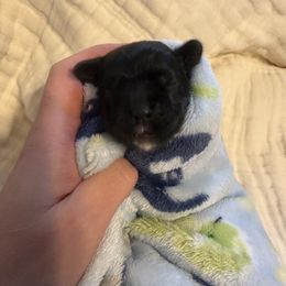 Brown collar - Black male Cocker Spaniel puppy in Cincinnati, Ohio from Abundance of Joy LLC Cocker Spaniels