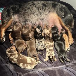 Dachshund Puppies from Dapper Dachshund