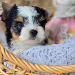 Charlie - Black tan and white male Biewer Terrier puppy in California from Corazon de gigante