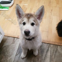Alaskan Malamute Puppies from Sequoia Timber Malamutes