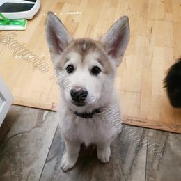 Alaskan Malamute Puppies from Sequoia Timber Malamutes