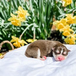 Siberian Husky Puppies from Wooly Woof Siberians