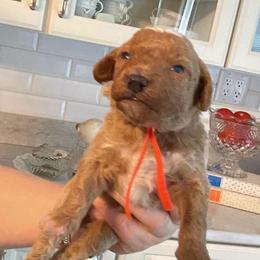 Wally - Parti male Goldendoodle puppy in Fairmont, West Virginia from Robin Nelson